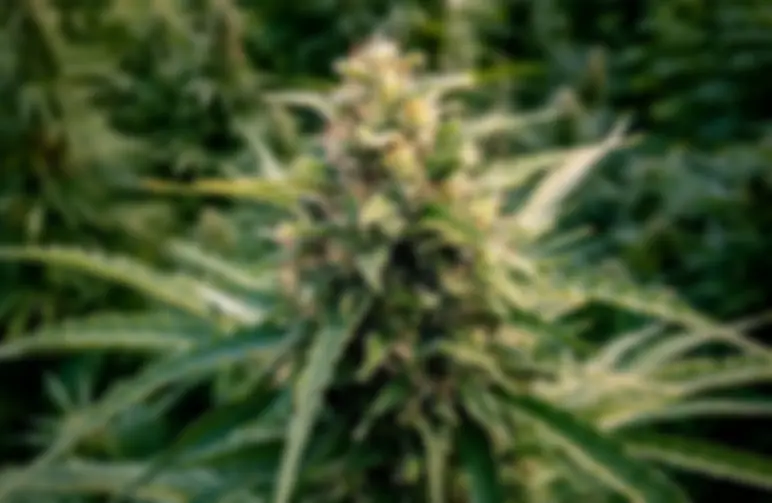 Top 5 CBD Soorten met de Hoogste Opbrengst