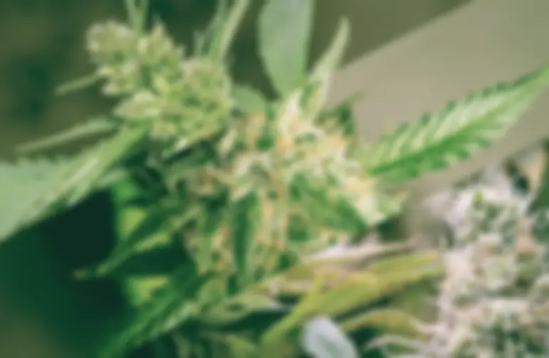 Verschil tussen gefeminiseerde wietzaden en autoflower zaden