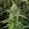 thumb of CBD White Widow Autoflower by WeedSeedsExpress grown by WSE