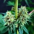 thumb of Purple Gelato by WeedSeedsExpress grown by Mrs_Larimar