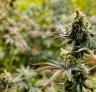 10 Sterkste Autoflower Soorten met tot wel 37% THC 🤯